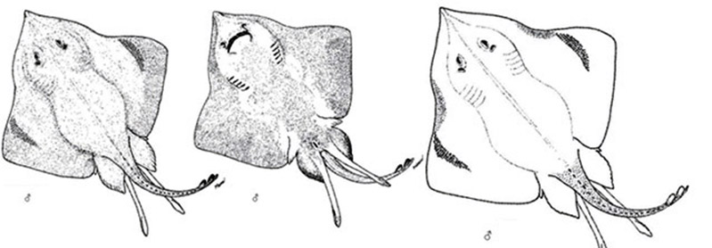 Bathyraja pallida_02.jpg